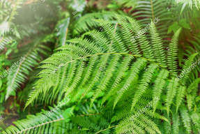 Листья папоротника