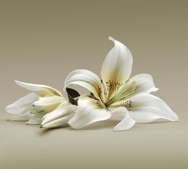 Нежная лилия