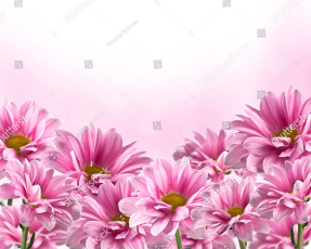 Розовые хризантемы