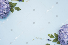 Гортензия на голубом фоне