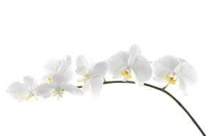 Картины Ветка орхидеи