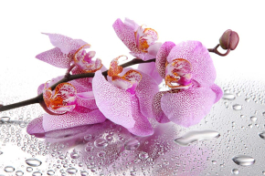 Картины Орхидея с каплями росы