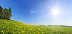 Поле одуванчиков