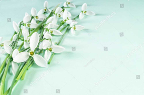 Нежные подснежники