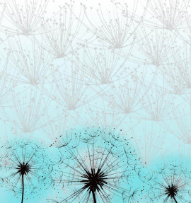 Одуванчики