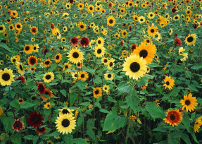 Поле подсолнухов