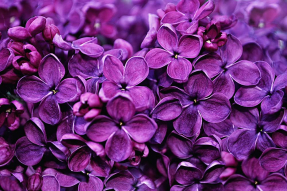 Буйная сирень