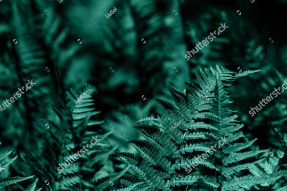 Папоротник