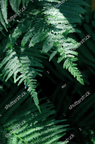 Папоротник