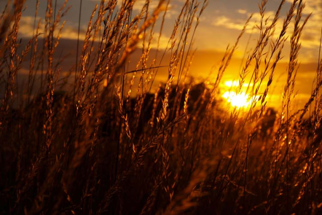 Поле пшеницы