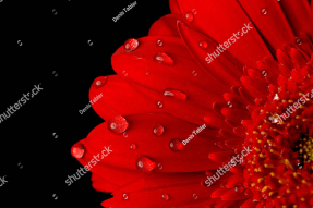 Гербера в росе