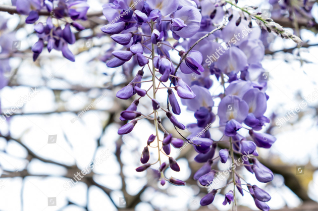Ветка глицинии