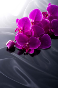 Фиолетовые орхидеи