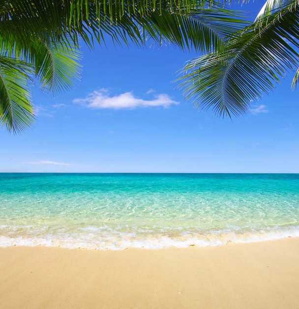 Пляж з пальмовим листям