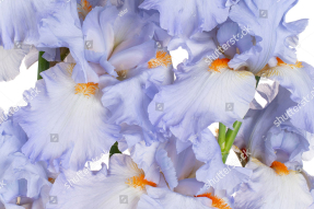 Нежные ирисы