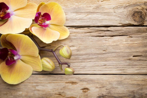 Салатовые орхидеи