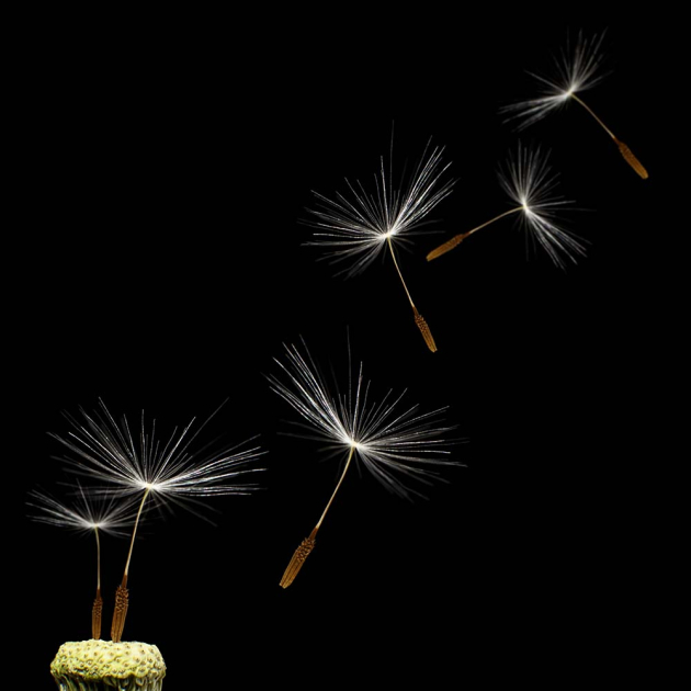 Зонтики одуванчика