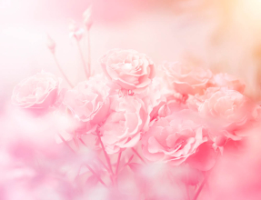 Розовые розочки