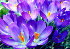 Цветение крокусов