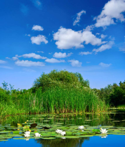 Кувшинки в озере