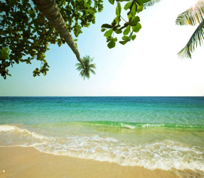 Море с пальмой