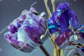 Ирис и тюльпан