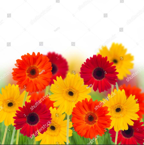 Разноцветные герберы