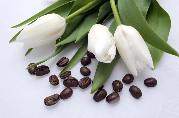 Білі тюльпани та кави
