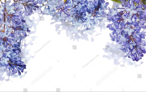 Свисающая сирень