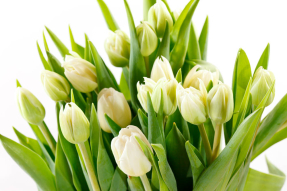 Белые тюльпаны