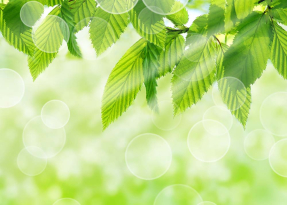 Сочные листья