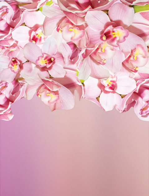 Розовые орхидеи