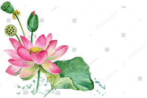 Акварельный лотос
