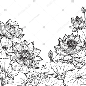 Черно-белые лотосы