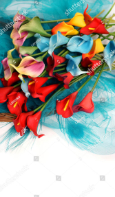 Разноцветные каллы