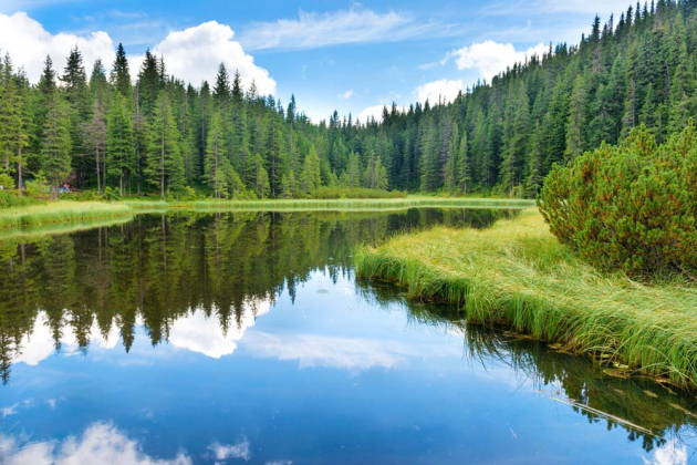 Лесная река