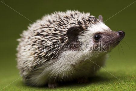 Ёжик