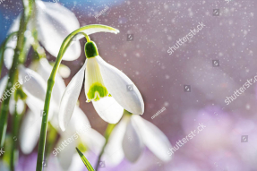 Подснежники в снегу