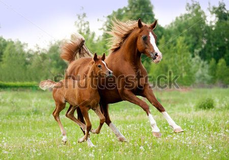 Лошади