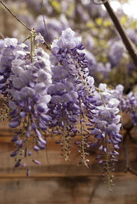 Ветка глицинии