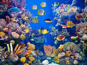 Рыбки на дне