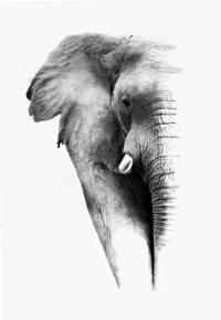 Картины ЧБ слон