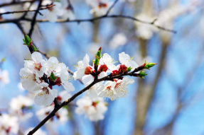 Цветки вишни