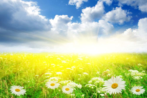 Ромашки в поле