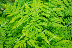 Зелень папоротника