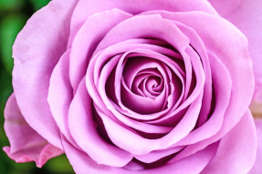Лиловая роза