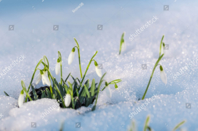 Первые подснежники