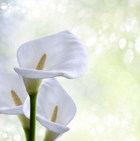 Белые каллы