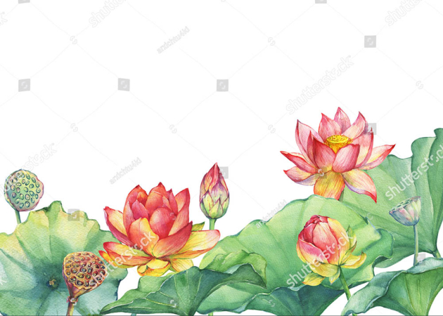 Акварельные лотосы