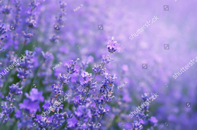 Цветущая лаванда